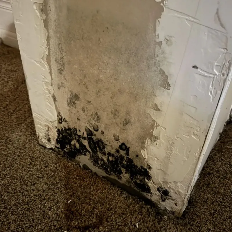 Professional Mold Removal in Corona, CA